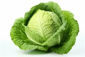 Cabbage